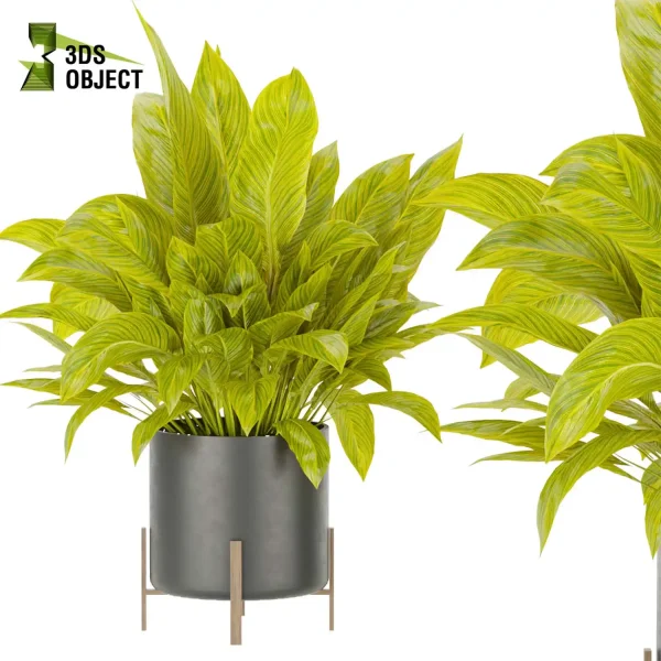 3d model plant pot free Peace lily Spathiphyllum Araceae vegetation architectural3D 3ds max blender enscpae fbx obj Rhino Sketchup