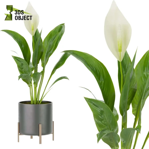 3d model plant pot free Peace lily Spathiphyllum Araceae vegetation architectural3D 3ds max blender enscpae fbx obj Rhino Sketchup