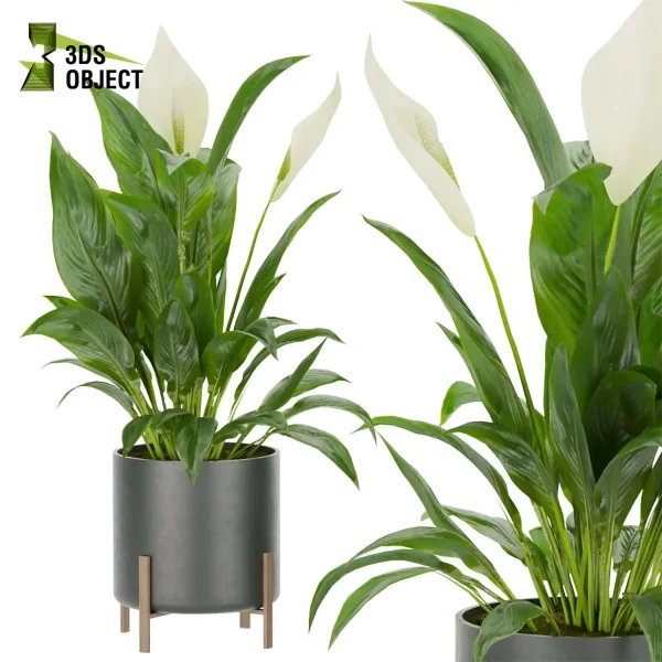3d model plant pot free Peace lily Spathiphyllum Araceae vegetation architectural3D 3ds max blender enscpae fbx obj Rhino Sketchup