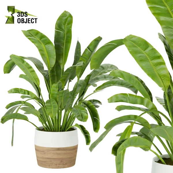 3d model plant pot free Banana, Care, leaves vegetation modeling tool architectural3D landscape