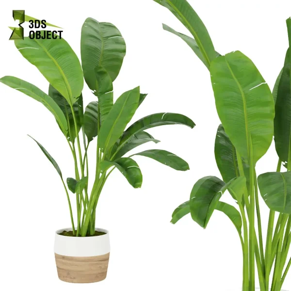 3d model plant pot free Banana, Care, leaves vegetation modeling tool architectural3D landscape