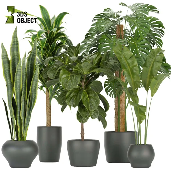 3d model plant pot free Sansveria banana monstera fiddle architectural3D architecturevisualization