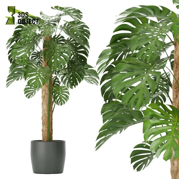 3d model plant pot free Sansveria banana monstera fiddle architectural3D architecturevisualization