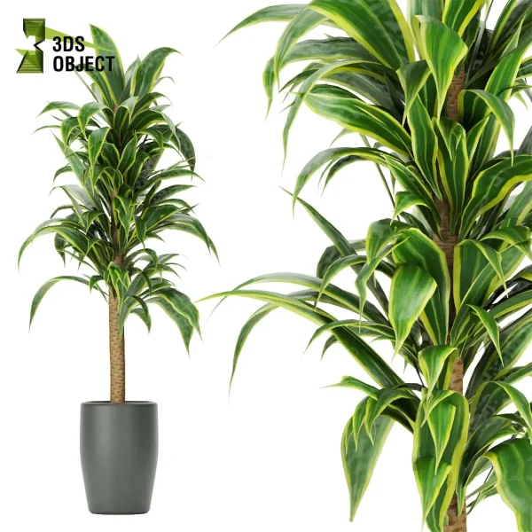 3d model plant pot free Sansveria banana monstera fiddle architectural3D architecturevisualization