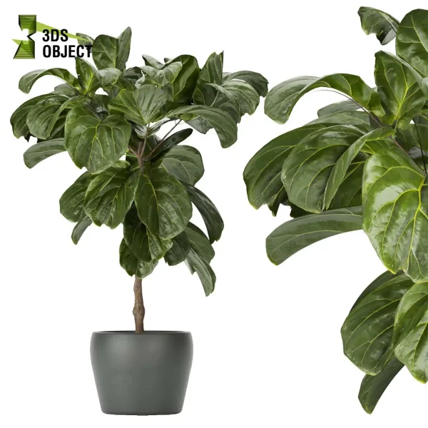 3d model plant pot free Sansveria banana monstera fiddle architectural3D architecturevisualization