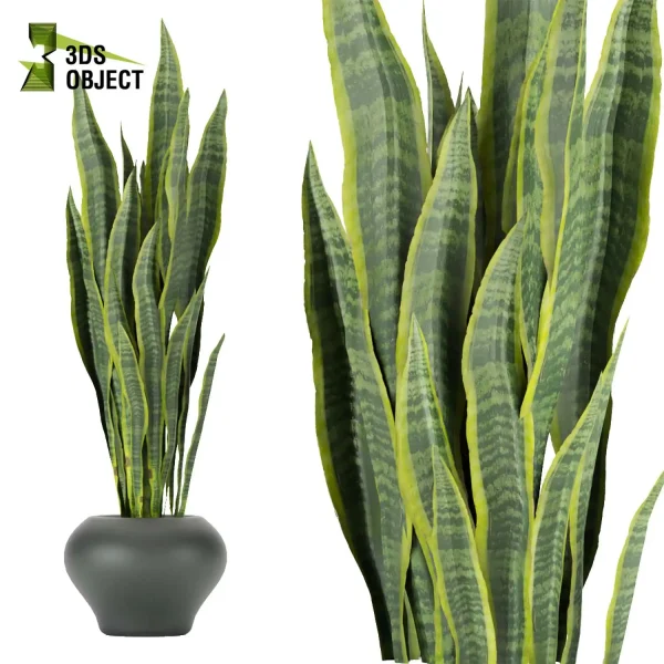3d model plant pot free Sansveria banana monstera fiddle architectural3D architecturevisualization