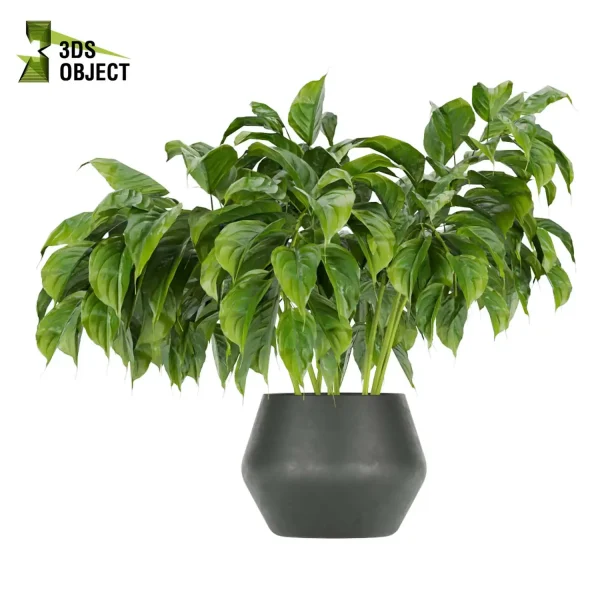 3d model plant pot free Aglaoneama greenhouse vegetation modeling tool architectural3D cinema 4d 3ds max blender enscpae