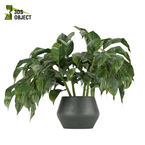 3d model plant pot free Aglaoneama greenhouse vegetation modeling tool architectural3D cinema 4d 3ds max blender enscpae