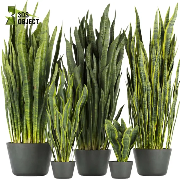 3d model plant pot free sansevieria, zeylanica, laurentii flowerpot 3D architectural visualization botanical architecture simulator