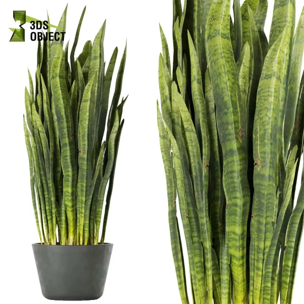 3d model plant pot free sansevieria, zeylanica, laurentii flowerpot 3D architectural visualization botanical architecture simulator