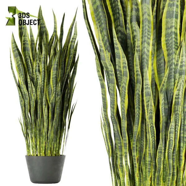 3d model plant pot free sansevieria, zeylanica, laurentii flowerpot 3D architectural visualization botanical architecture simulator