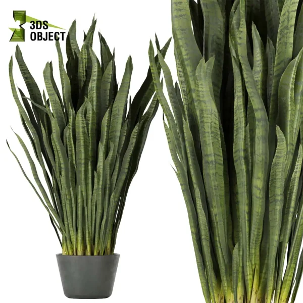 3d model plant pot free sansevieria, zeylanica, laurentii flowerpot 3D architectural visualization botanical architecture simulator