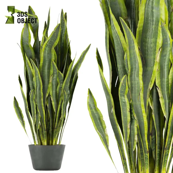 3d model plant pot free sansevieria, zeylanica, laurentii flowerpot 3D architectural visualization botanical architecture simulator