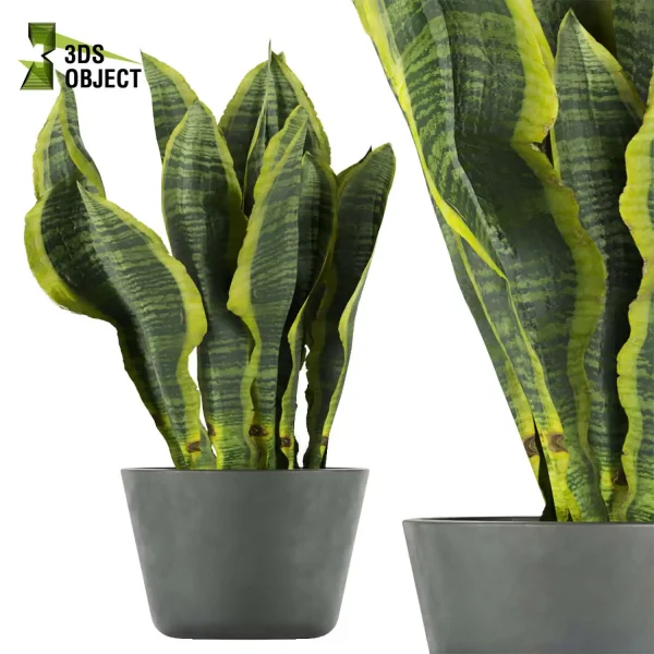 3d model plant pot free sansevieria, zeylanica, laurentii flowerpot 3D architectural visualization botanical architecture simulator