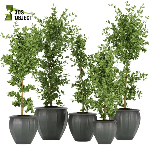 3d model plant pot free ficus elastica variegated planting 3Dmodeling landscape