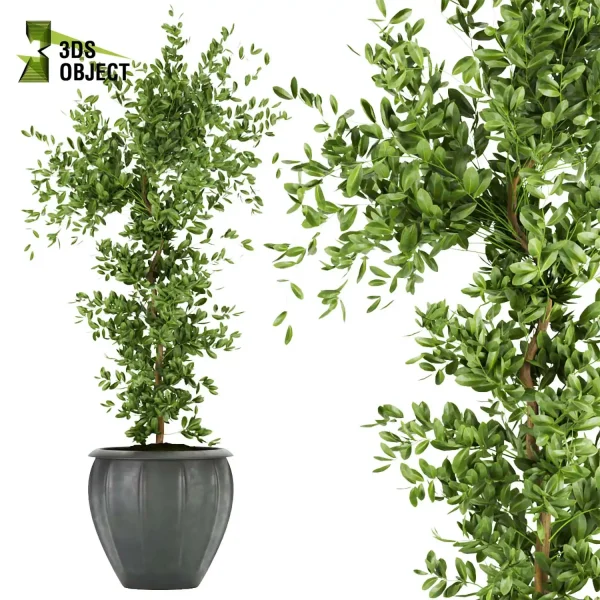 3d model plant pot free ficus elastica variegated planting 3Dmodeling landscape