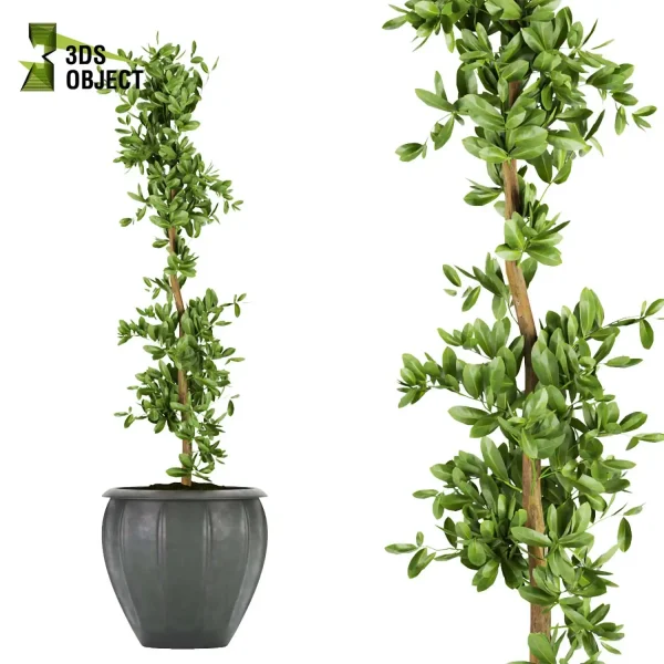 3d model plant pot free ficus elastica variegated planting 3Dmodeling landscape