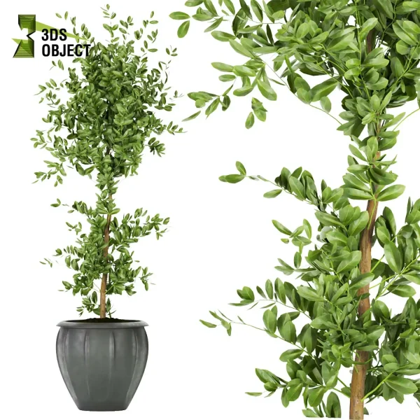 3d model plant pot free ficus elastica variegated planting 3Dmodeling landscape
