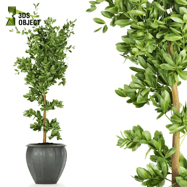 3d model plant pot free ficus elastica variegated planting 3Dmodeling landscape