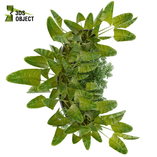 3d model plant free Vegetation tree box Foliage banana monstera Vegetation Rendering Plant Simulation Virtual Botany Ecological Simulation Digital Horticulture Plant Design Software cinema 4d 3ds max blender enscape fbx obj Rhino Sketchup lumion