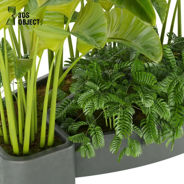 3d model plant free Vegetation tree box Foliage banana monstera Vegetation Rendering Plant Simulation Virtual Botany Ecological Simulation Digital Horticulture Plant Design Software cinema 4d 3ds max blender enscape fbx obj Rhino Sketchup lumion