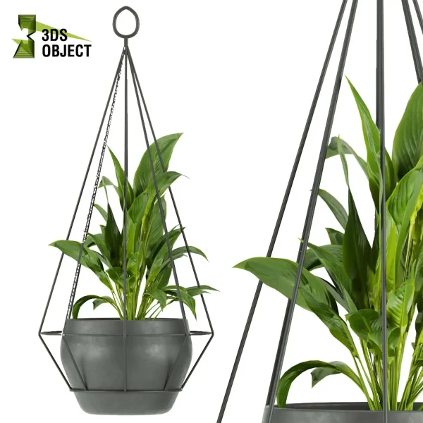 3d model plant hanging free Botanical Models Monstera banana paradise aglaonema t Design Software Visualization Rendering interior design purchase cinema 4d 3ds max blender enscpae fbx obj Rhino Sketchup lumion