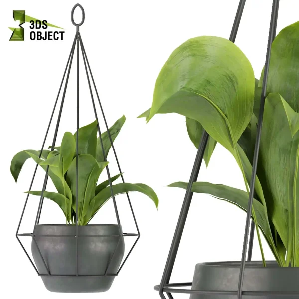 3d model plant hanging free Botanical Models Monstera banana paradise aglaonema t Design Software Visualization Rendering interior design purchase cinema 4d 3ds max blender enscpae fbx obj Rhino Sketchup lumion