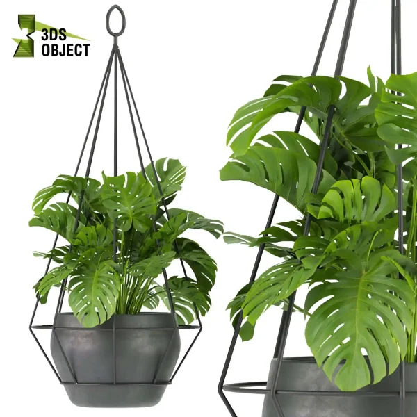 3d model plant hanging free Botanical Models Monstera banana paradise aglaonema t Design Software Visualization Rendering interior design purchase cinema 4d 3ds max blender enscpae fbx obj Rhino Sketchup lumion