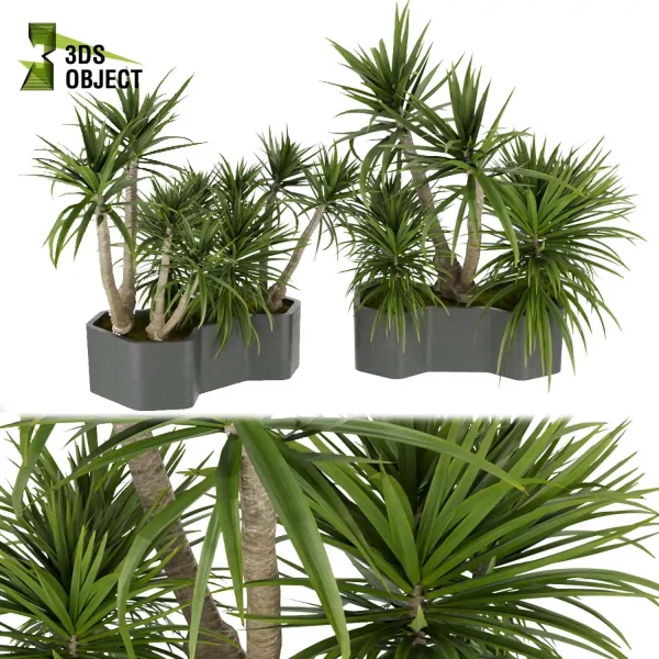 3d model plant free Vegetation tree box Foliage Palm dracena Lush Environment Greenery Generator Botanical Rendering Nature Simulation Plant Modeling Software 3D Garden Design planter pot greenhouse balcony decorative hamedorea indoor bush houseplant low poly