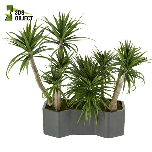 3d model plant free Vegetation tree box Foliage Palm dracena Lush Environment Greenery Generator Botanical Rendering Nature Simulation Plant Modeling Software 3D Garden Design planter pot greenhouse balcony decorative hamedorea indoor bush houseplant