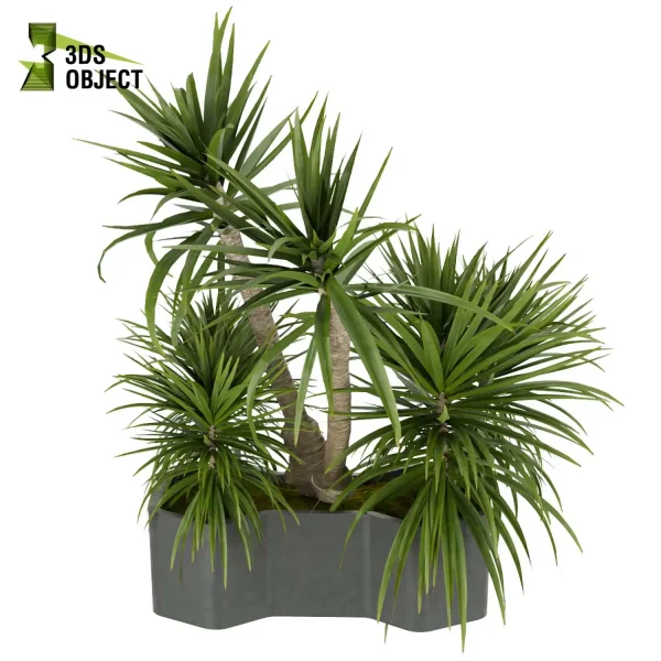 3d model plant free Vegetation tree box Foliage Palm dracena Lush Environment Greenery Generator Botanical Rendering Nature Simulation Plant Modeling Software 3D Garden Design planter pot greenhouse balcony decorative hamedorea indoor bush houseplant