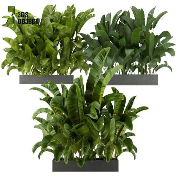 3d model plant free Vegetation tree box Foliage banana Musa spp Vegetation Assets Foliage Generator Plant Rendering 3D Flora Lush Environment Greenery Generator Botanical Rendering Nature Simulation Plant Modeling Software cinema 4d 3ds max blender enscape fbx obj Rhino Sketchup lumion low poly