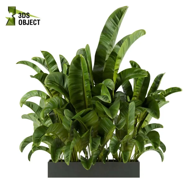 3d model plant free Vegetation tree box Foliage banana Musa spp Vegetation Assets Foliage Generator Plant Rendering 3D Flora Lush Environment Greenery Generator Botanical Rendering Nature Simulation Plant Modeling Software cinema 4d 3ds max blender enscape fbx obj Rhino Sketchup lumion