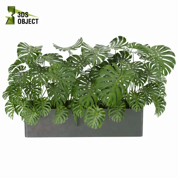3d model plant free Vegetation tree box Foliage monstera care Plant Generator Vegetation Rendering Plant Simulation Virtual Botany Ecological Simulation Digital Horticulture Plant Design Software cinema 4d 3ds max blender enscape fbx obj Rhino Sketchup lumion
