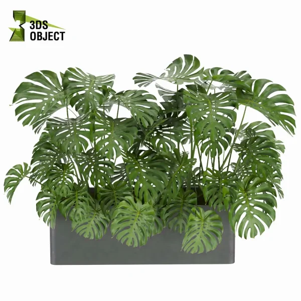 3d model plant free Vegetation tree box Foliage monstera care Plant Generator Vegetation Rendering Plant Simulation Virtual Botany Ecological Simulation Digital Horticulture Plant Design Software cinema 4d 3ds max blender enscape fbx obj Rhino Sketchup lumion