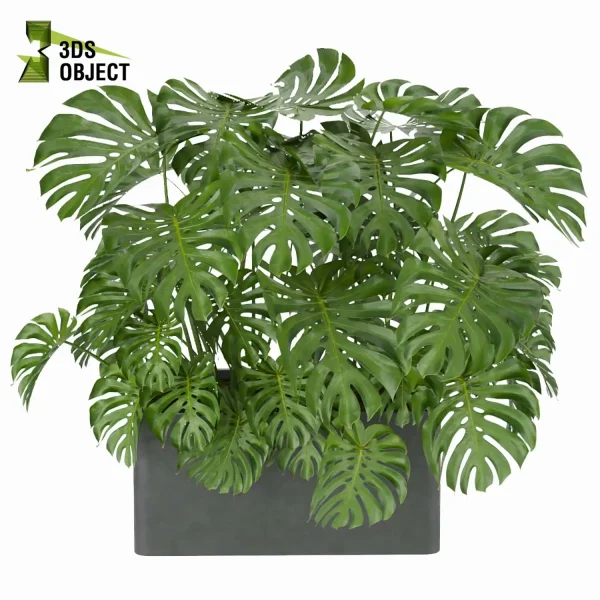 3d model plant free Vegetation tree box Foliage monstera care Plant Generator Vegetation Rendering Plant Simulation Virtual Botany Ecological Simulation Digital Horticulture Plant Design Software cinema 4d 3ds max blender enscape fbx obj Rhino Sketchup lumion