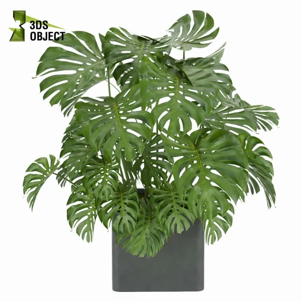 3d model plant free Vegetation tree box Foliage monstera care Plant Generator Vegetation Rendering Plant Simulation Virtual Botany Ecological Simulation Digital Horticulture Plant Design Software cinema 4d 3ds max blender enscape fbx obj Rhino Sketchup lumion