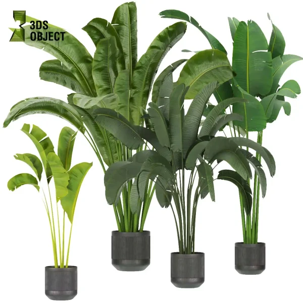 3d model plant pot free banana Care leaves architectural3D 3drendering interior