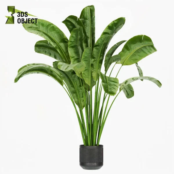 3d model plant pot free banana Care leaves architectural3D 3drendering interior