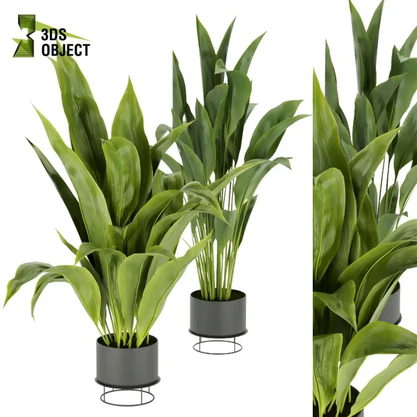 3d model plant pot free Bird of paradise Care hamedorea 3Dmodeling vegetation modeling tool