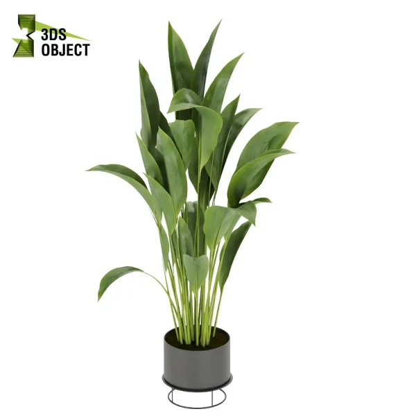 3d model plant pot free Bird of paradise Care hamedorea 3Dmodeling vegetation modeling tool