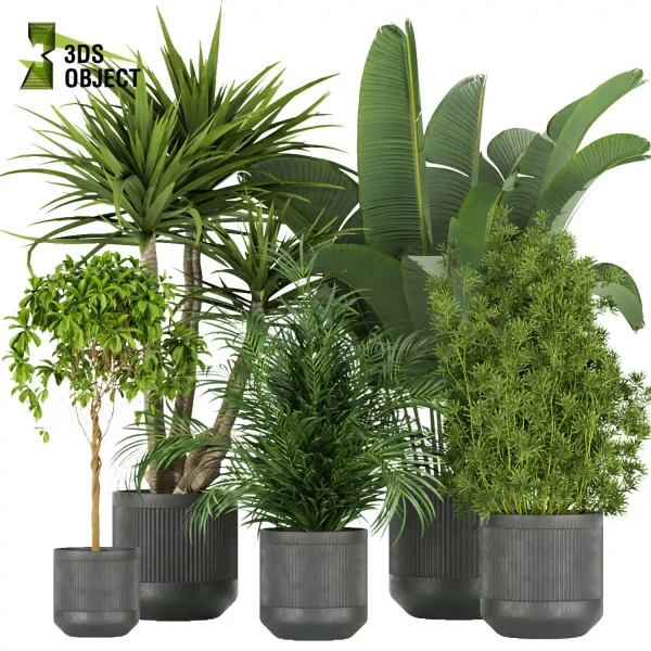 3d model plant pot free Banana palm dracaena schefflera bush 3Dmodeling botanical architecture simulator fbx obj Rhino Sketchup