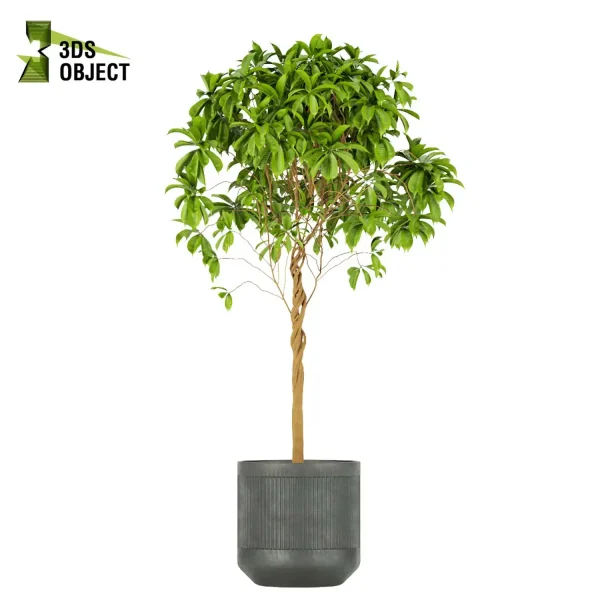 3d model plant pot free Banana palm dracaena schefflera bush 3Dmodeling botanical architecture simulator fbx obj Rhino Sketchup