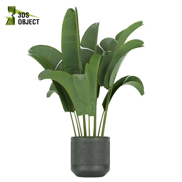 3d model plant pot free Banana palm dracaena schefflera bush 3Dmodeling botanical architecture simulator fbx obj Rhino Sketchup