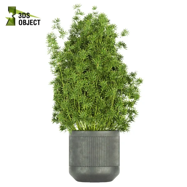 3d model plant pot free Banana palm dracaena schefflera bush 3Dmodeling botanical architecture simulator fbx obj Rhino Sketchup