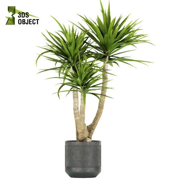 3d model plant pot free Banana palm dracaena schefflera bush 3Dmodeling botanical architecture simulator fbx obj Rhino Sketchup