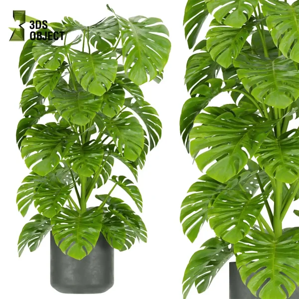 3d model plant pot free Monstera Deliciosa Madison, Collection indoor planter hamedorea botanical architecture simulator