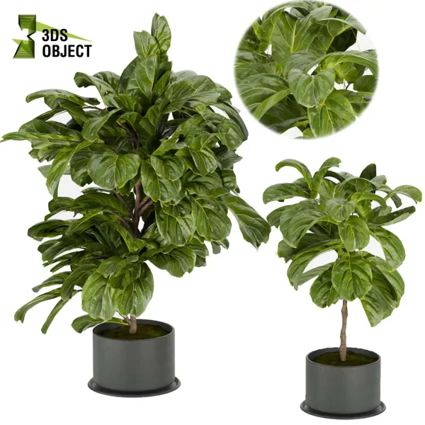 3d model plant pot free fiddle fig ficus lyrata moraceae visualization cinema 4d 3ds max blender enscpae 3Dmodeling
