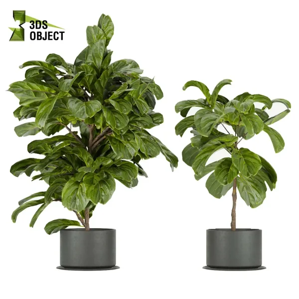 3d model plant pot free fiddle fig ficus lyrata moraceae visualization cinema 4d 3ds max blender enscpae 3Dmodeling