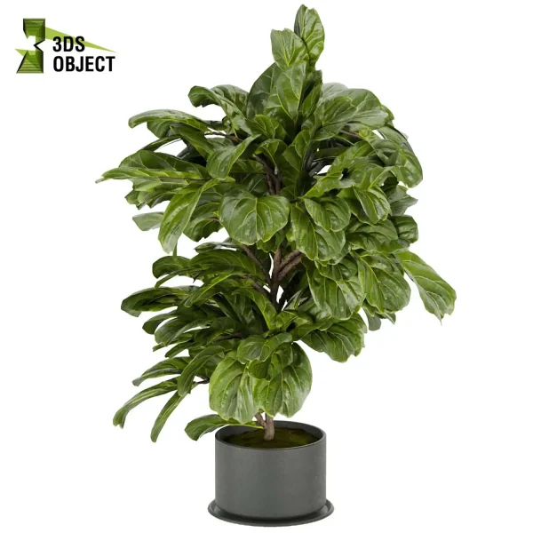 3d model plant pot free fiddle fig ficus lyrata moraceae visualization cinema 4d 3ds max blender enscpae 3Dmodeling